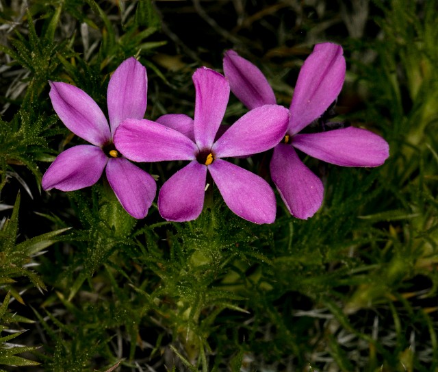 Phlox douglasii 18-9365.jpg